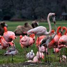 junger Flamingo