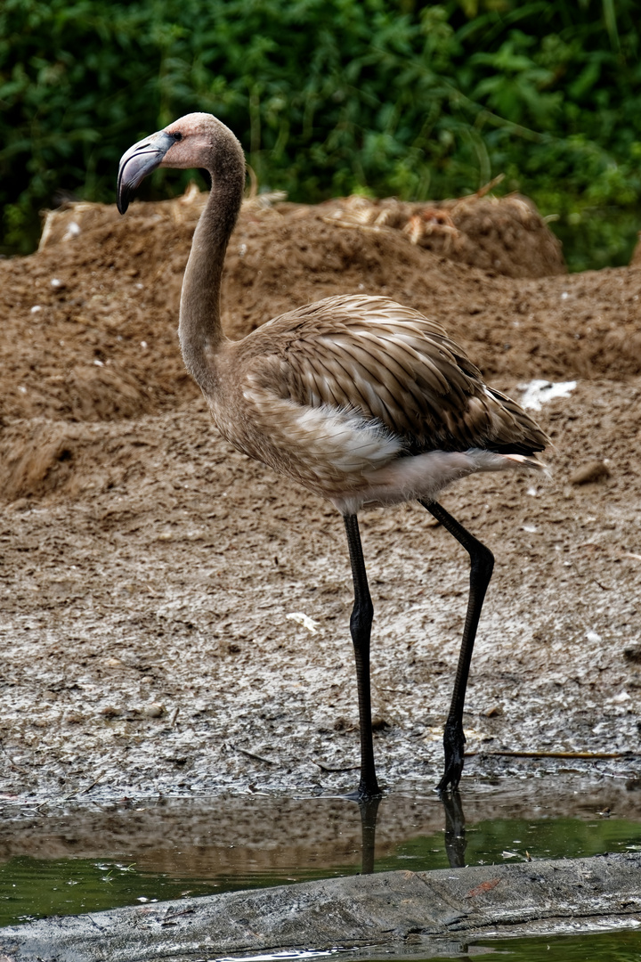junger Flamingo