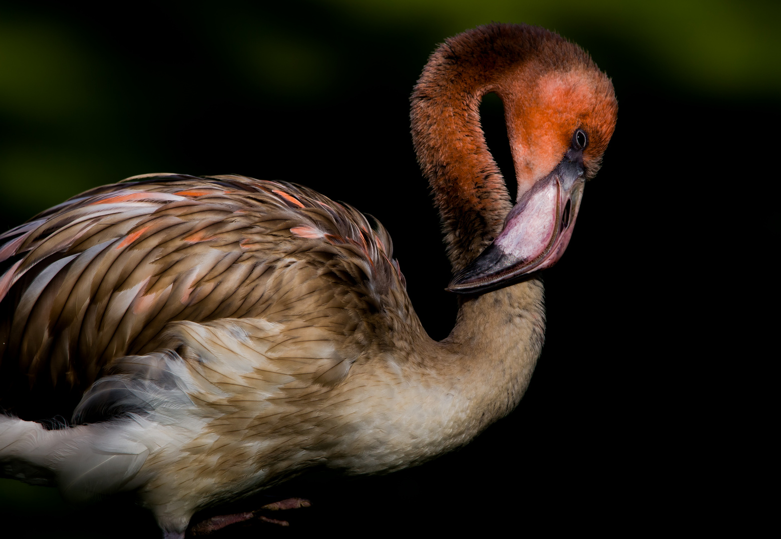 Junger Flamingo