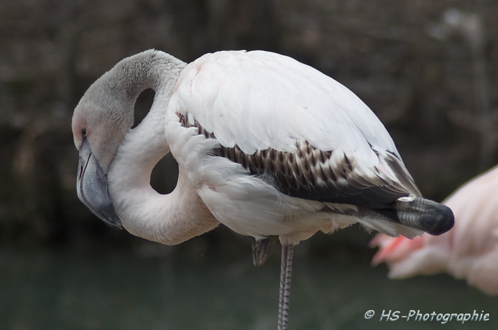 Junger Flamingo