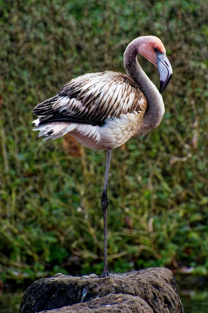 junger Flamingo 