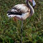 junger Flamingo 