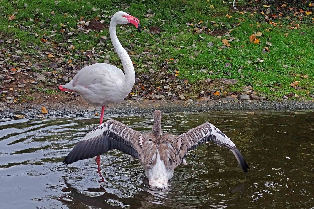 Junger Flamingo beim Baden (Neuwieder Zoo)