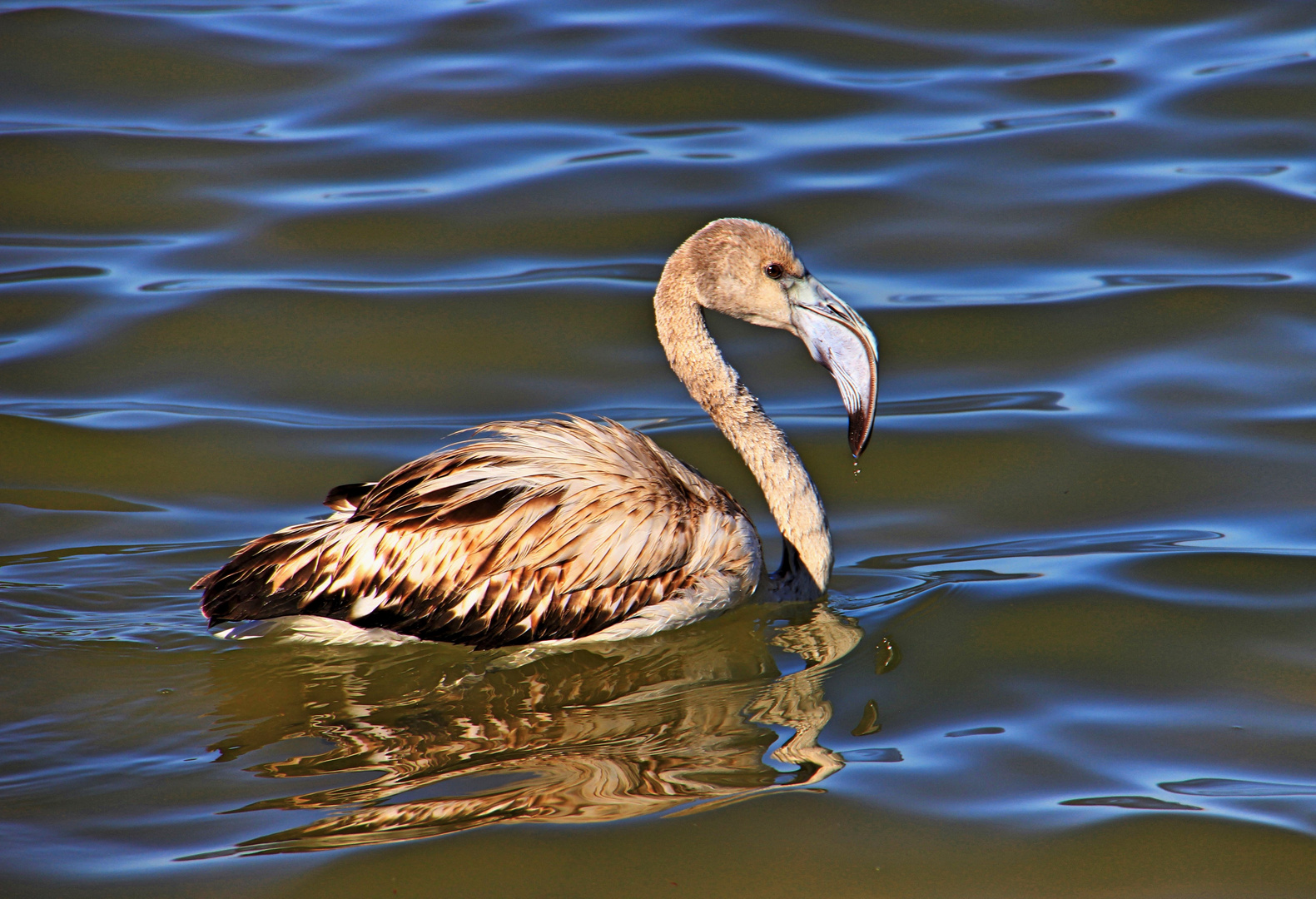 Junger Flamingo