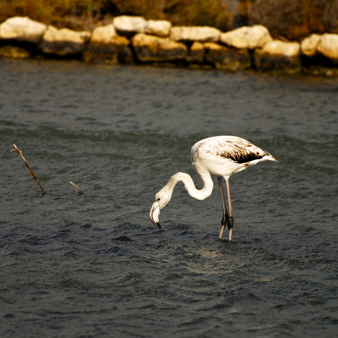 junger Flamingo