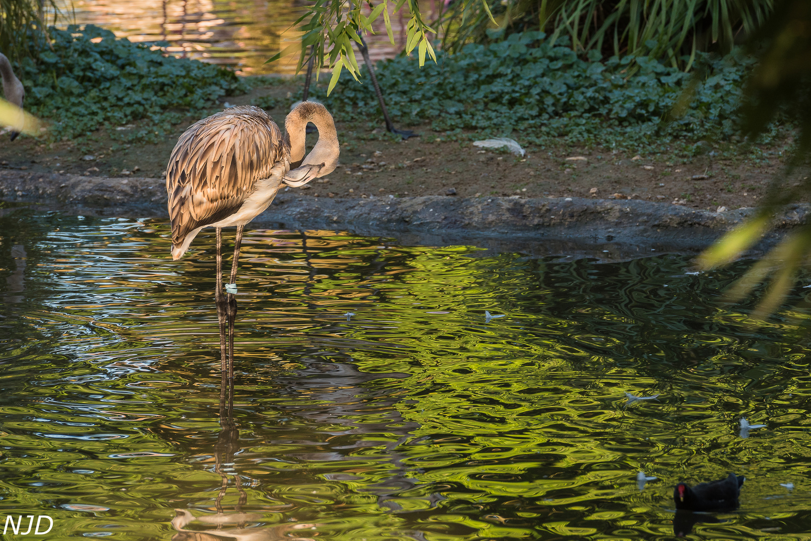 Junger Flamingo im Abendlicht