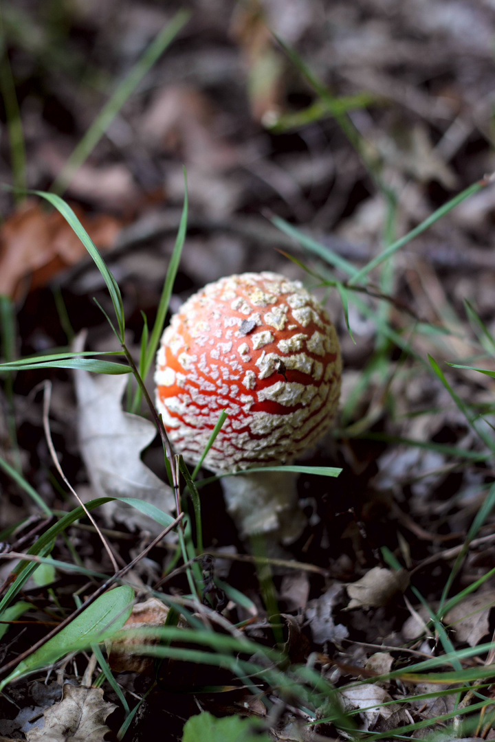 Junger Fliegenpilz