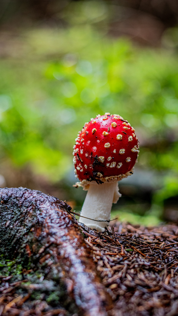 Junger Fliegenpilz 