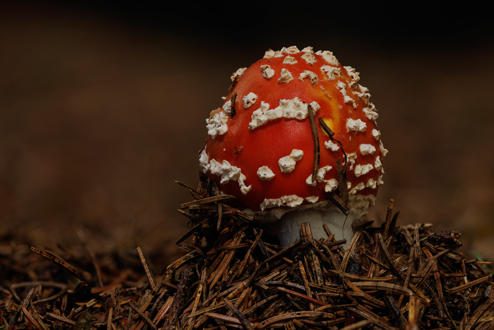 Junger Fliegenpilz im Wald