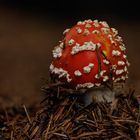 Junger Fliegenpilz im Wald