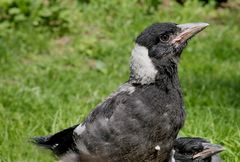 junger flötenvogel