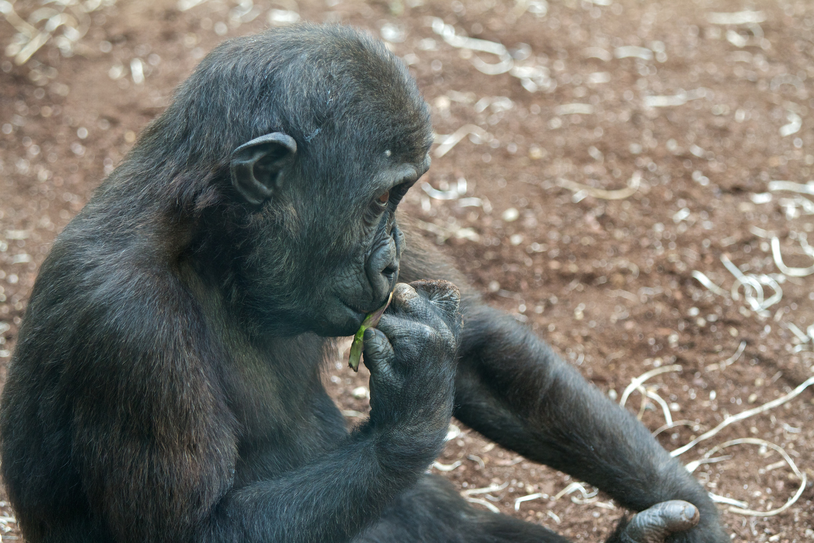 junger fragender Gorilla