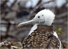  Junger Fregattvogel