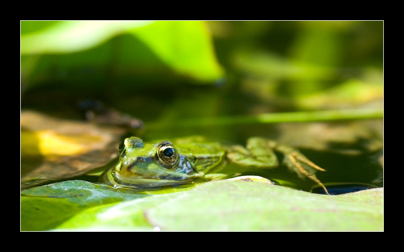 Junger Frosch