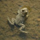 Junger Frosch im Wassertümpel (Schmittenhöhe Koblenz)