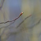 junger Frühling