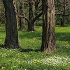 Junger Frühling im alten Park 