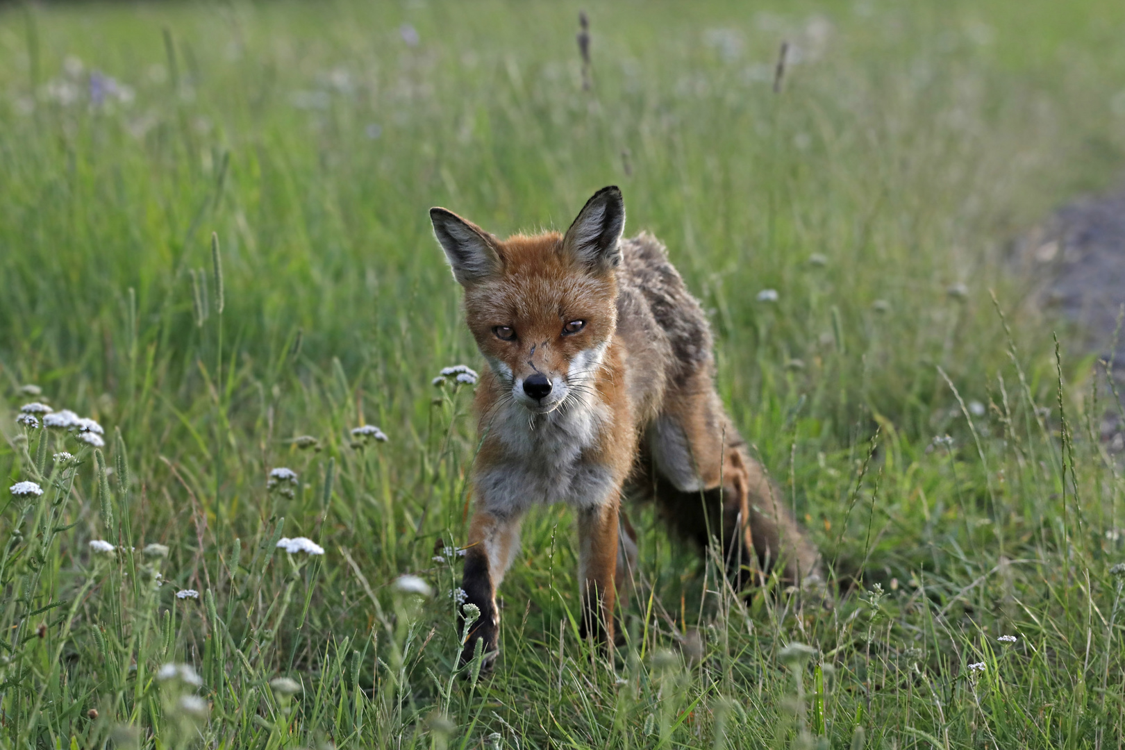 Junger Fuchs 1