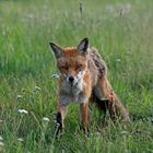 Junger Fuchs 1