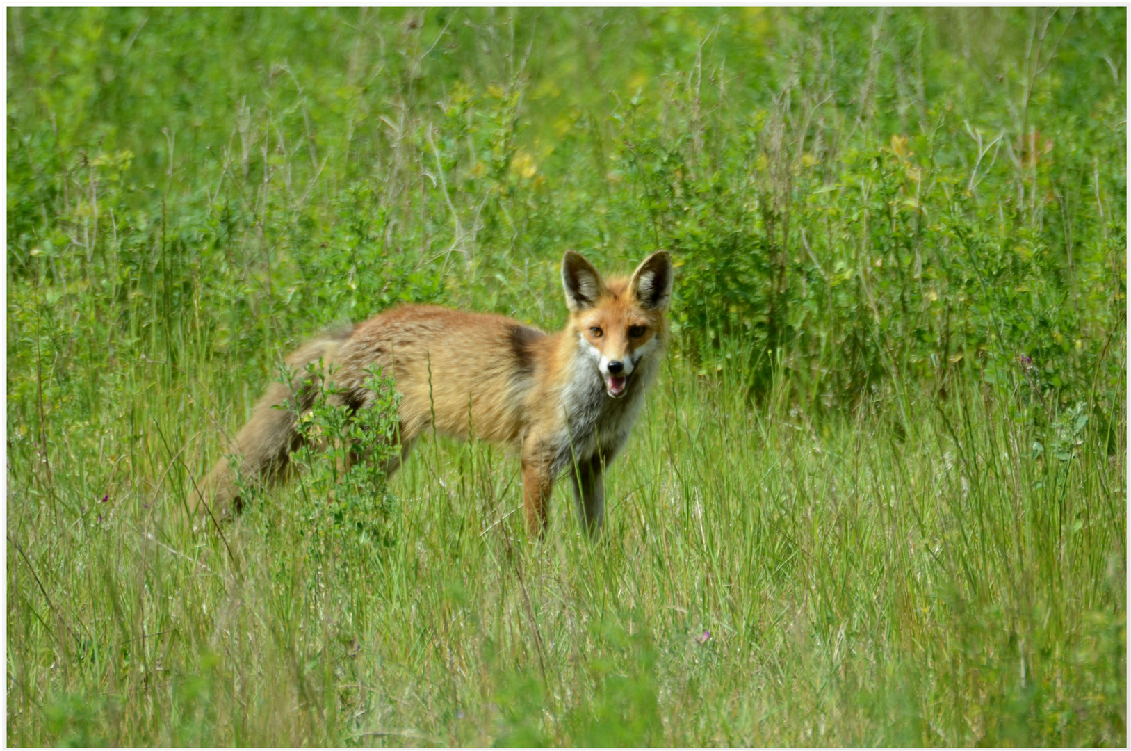 junger Fuchs