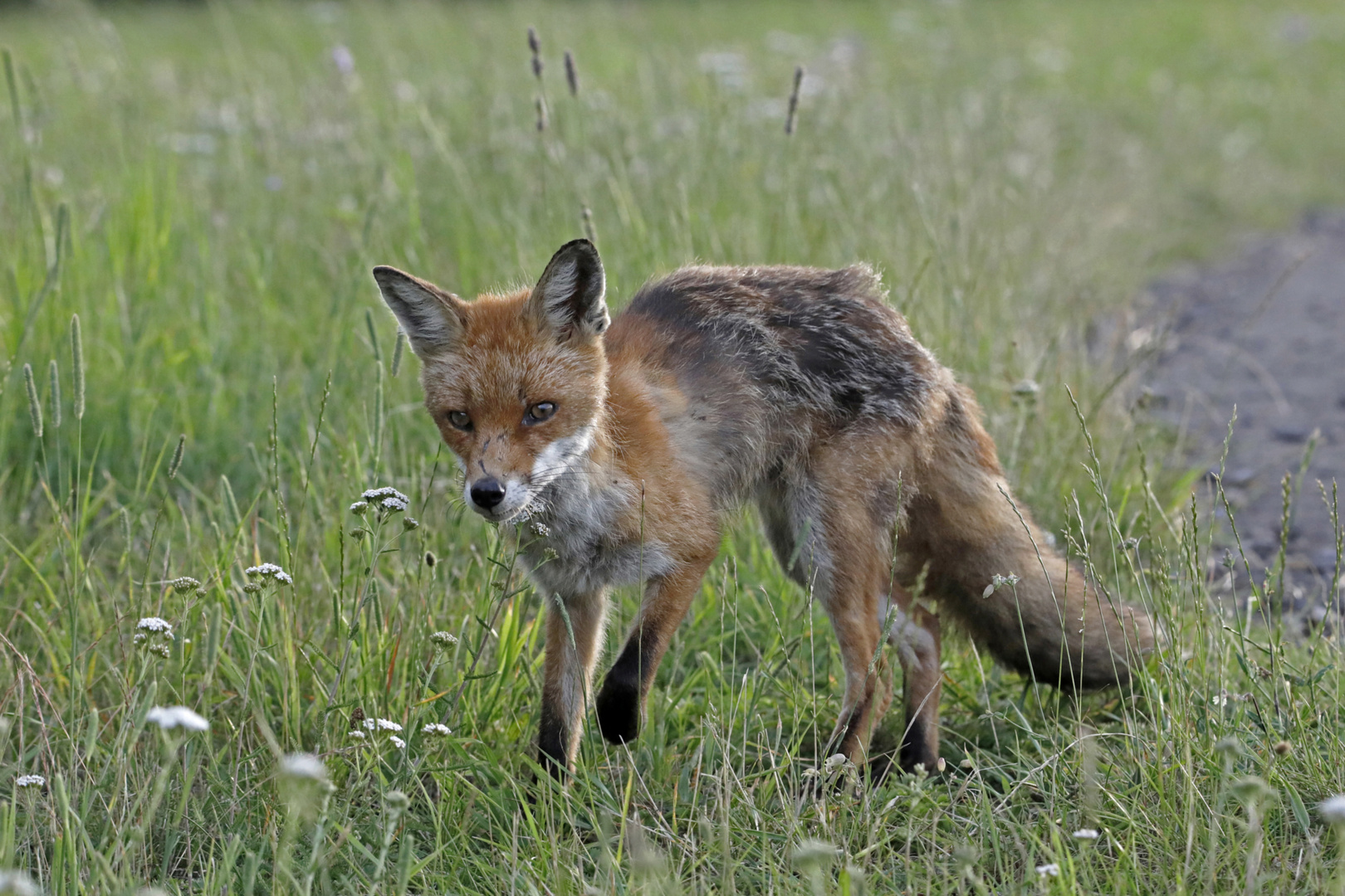 Junger Fuchs 2