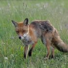 Junger Fuchs 2