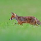 Junger Fuchs 2