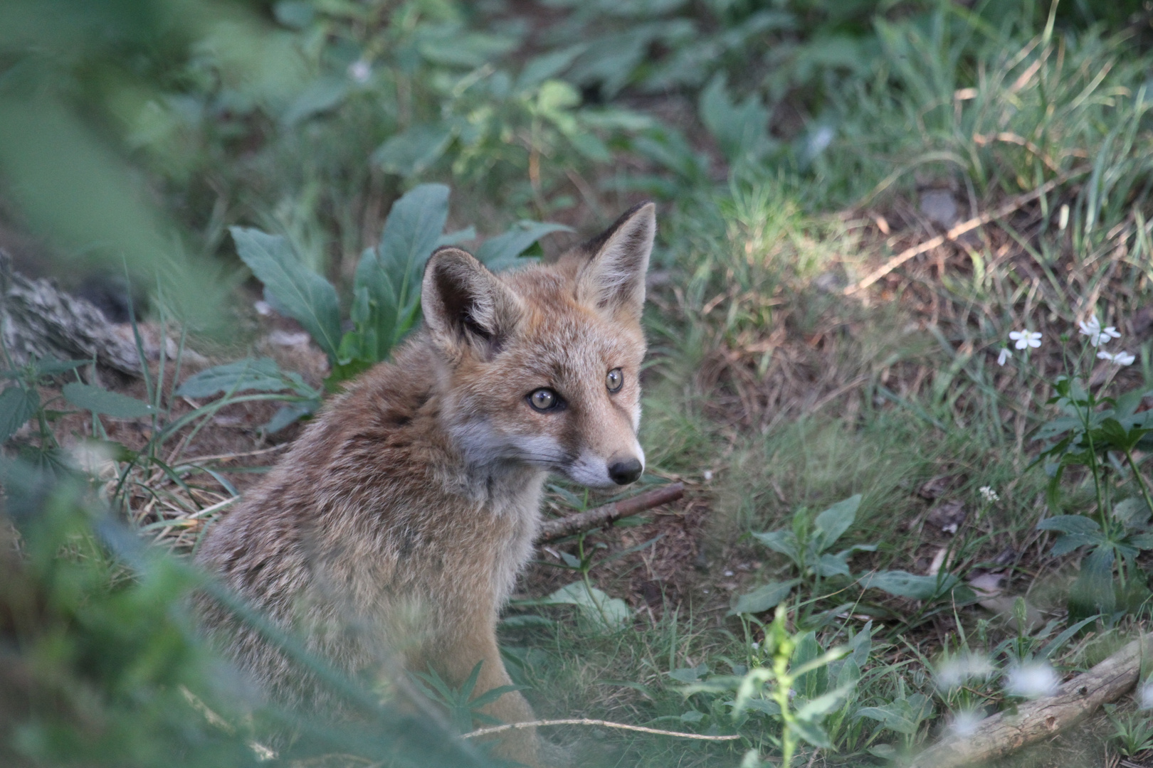 Junger Fuchs...