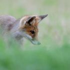 Junger Fuchs 3