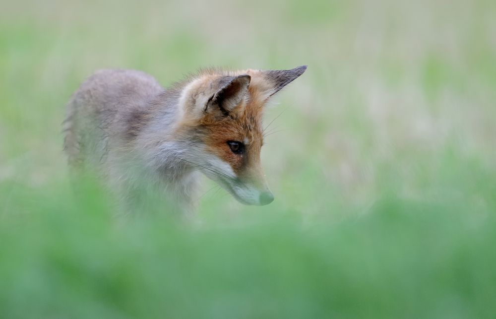 Junger Fuchs 3