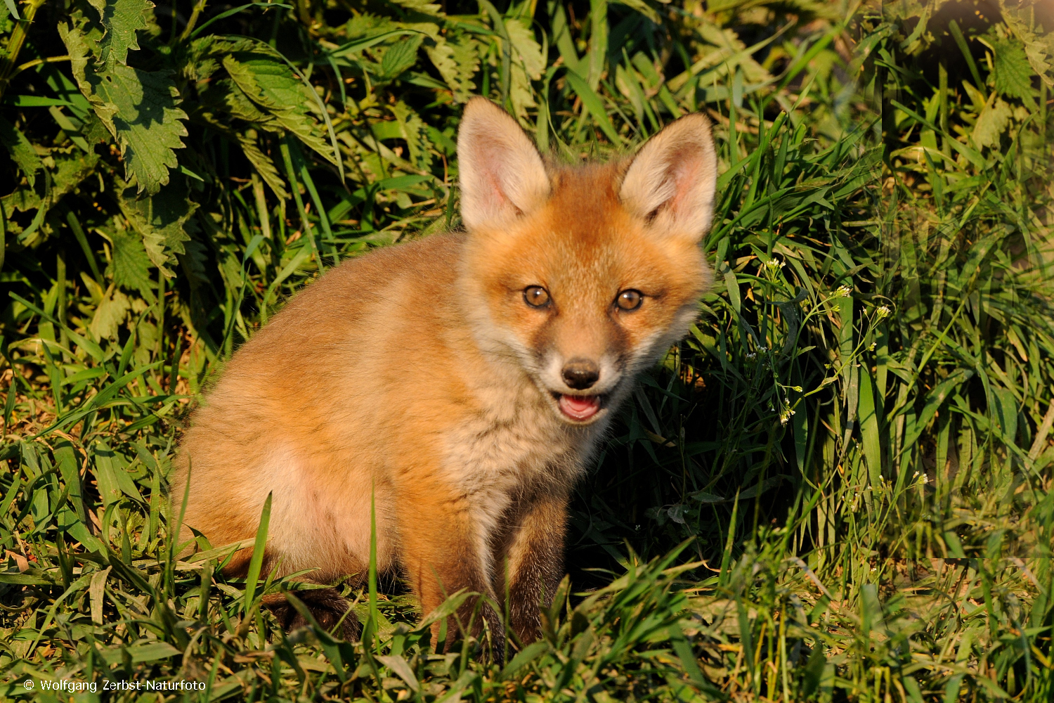 --- Junger Fuchs 3 ---  ( Vulpes vulpes )