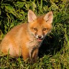 --- Junger Fuchs 3 ---  ( Vulpes vulpes )