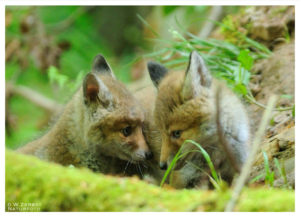 - Junger Fuchs 4 im Wald - Vulpes Vulpes -