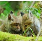 - Junger Fuchs 4 im Wald - Vulpes Vulpes -