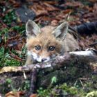 junger fuchs,