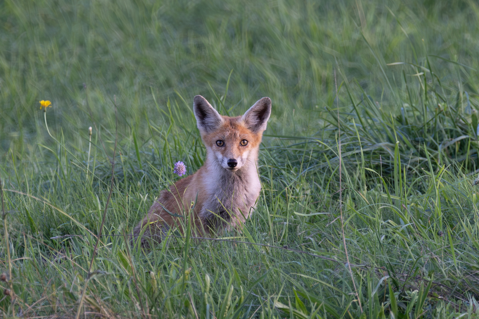 Junger Fuchs