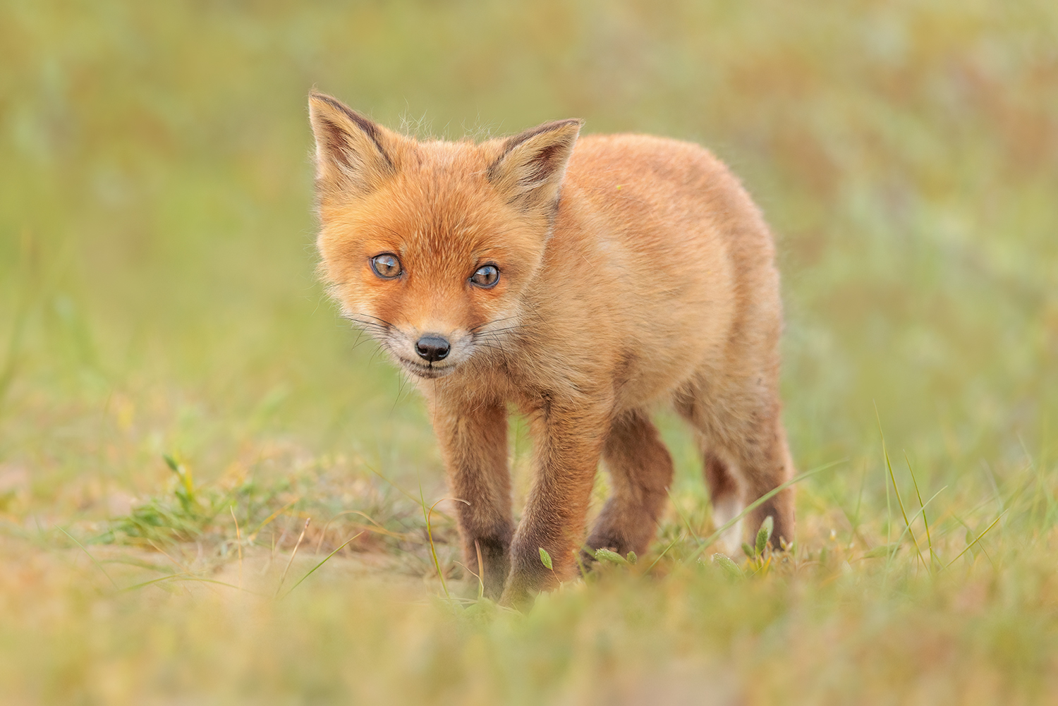 Junger Fuchs 