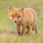 Junger Fuchs 