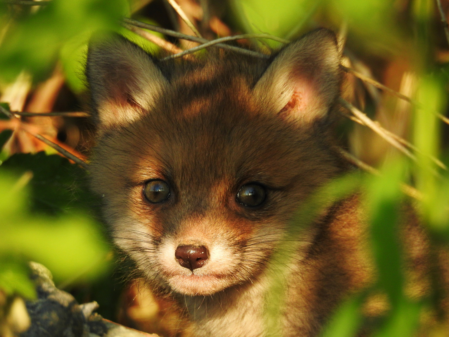 junger Fuchs Foto &amp; Bild tiere, tierkinder, wald Bilder auf