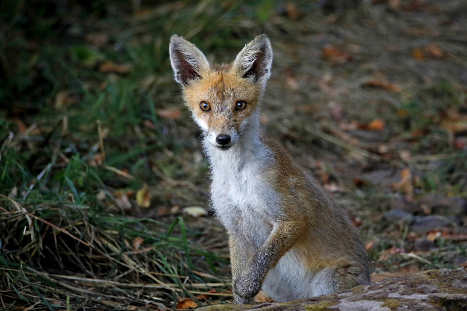 Junger Fuchs am Abend