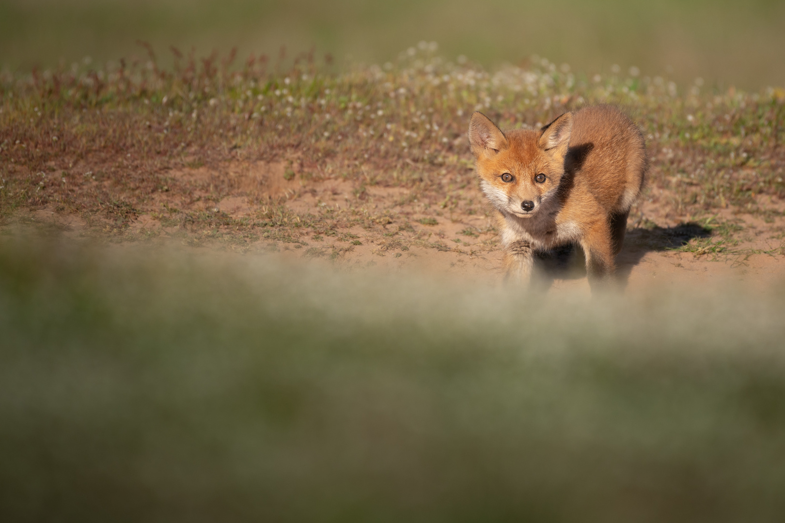 Junger Fuchs am Bau 