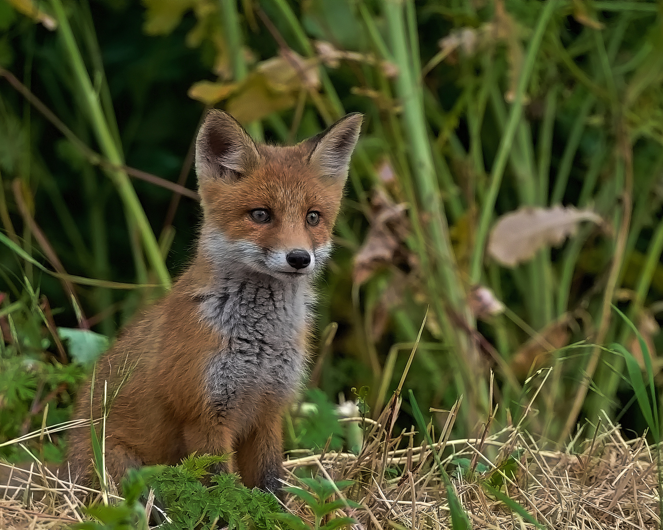 Junger Fuchs am Feldrand