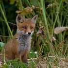 Junger Fuchs am Feldrand