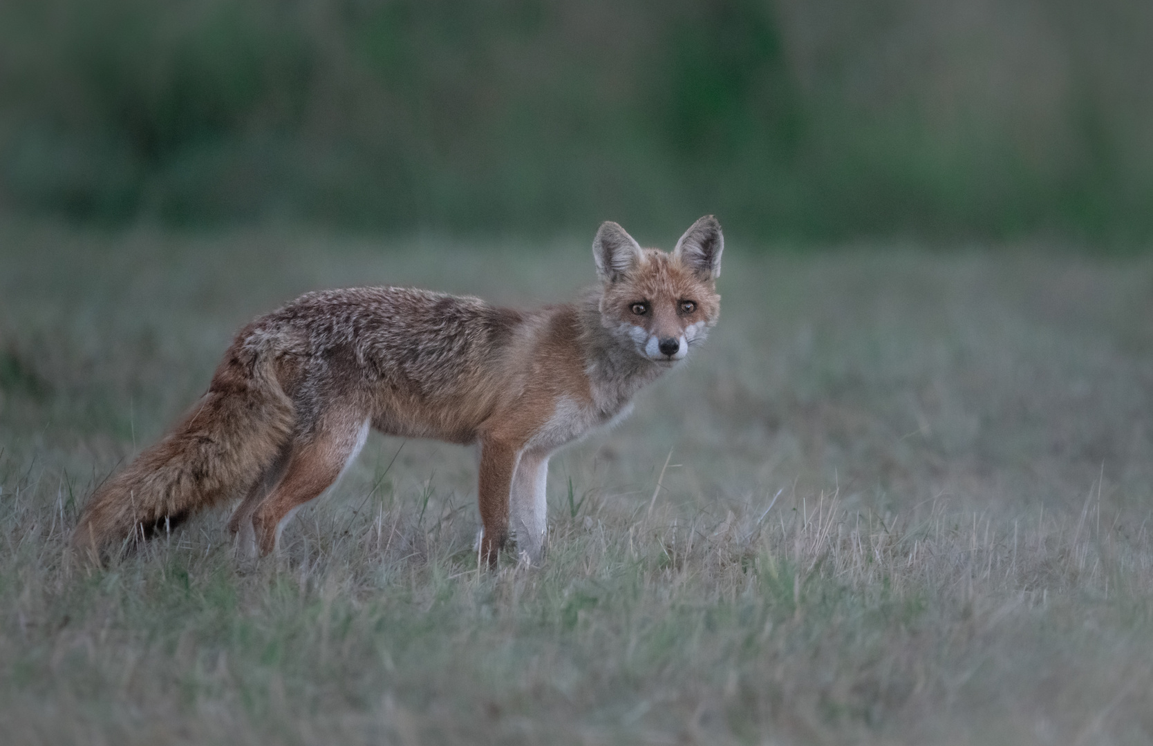 Junger Fuchs am späten Abend 