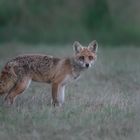 Junger Fuchs am späten Abend 