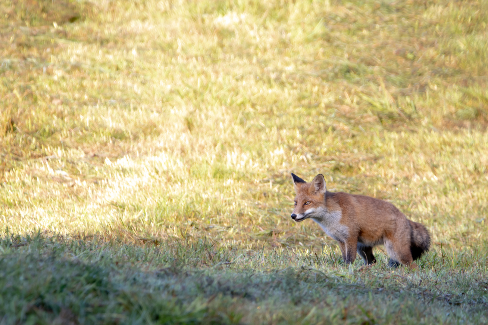 Junger Fuchs auf dem Feld