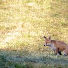 Junger Fuchs auf dem Feld