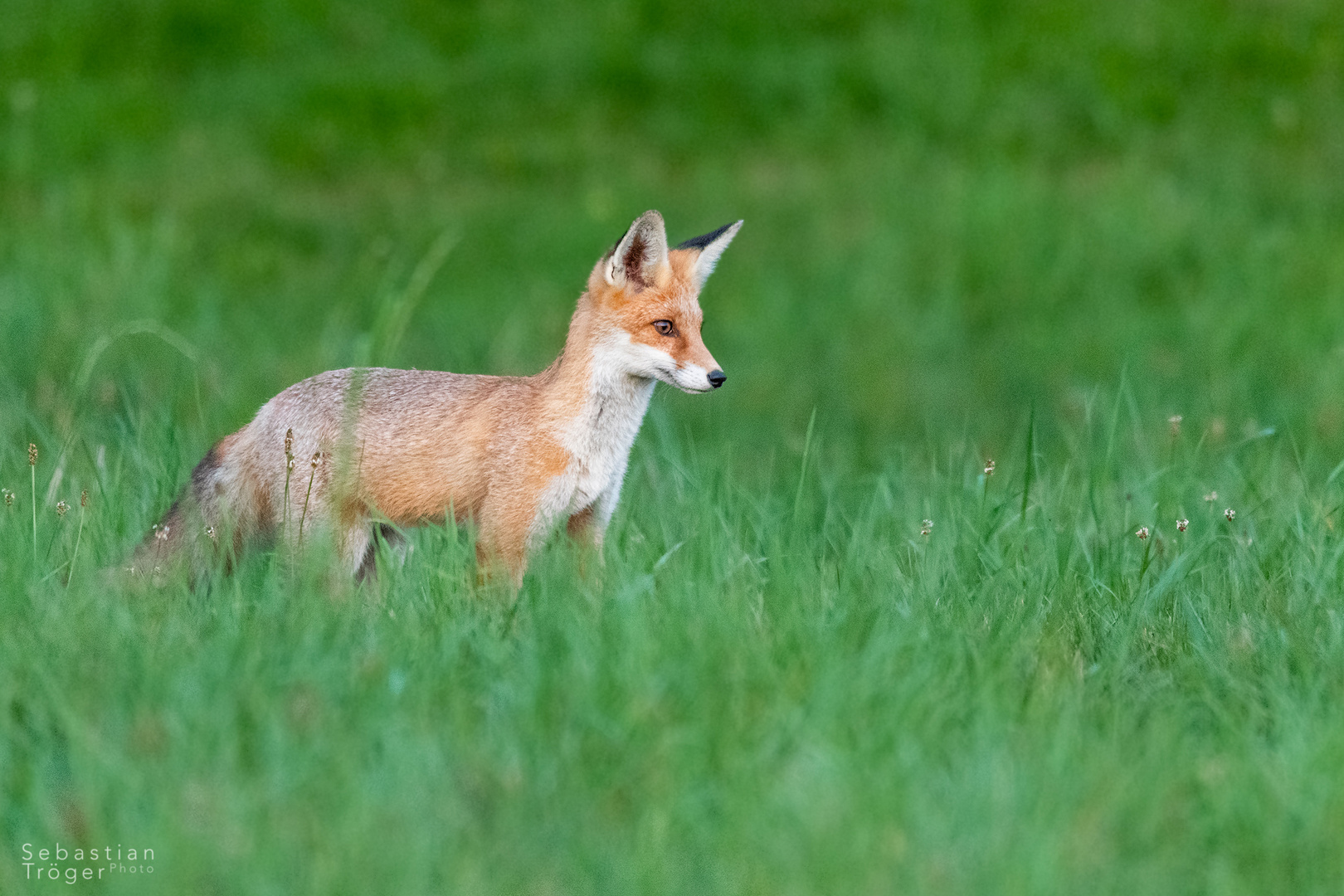 Junger Fuchs auf der Pirsch