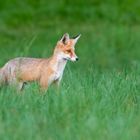 Junger Fuchs auf der Pirsch