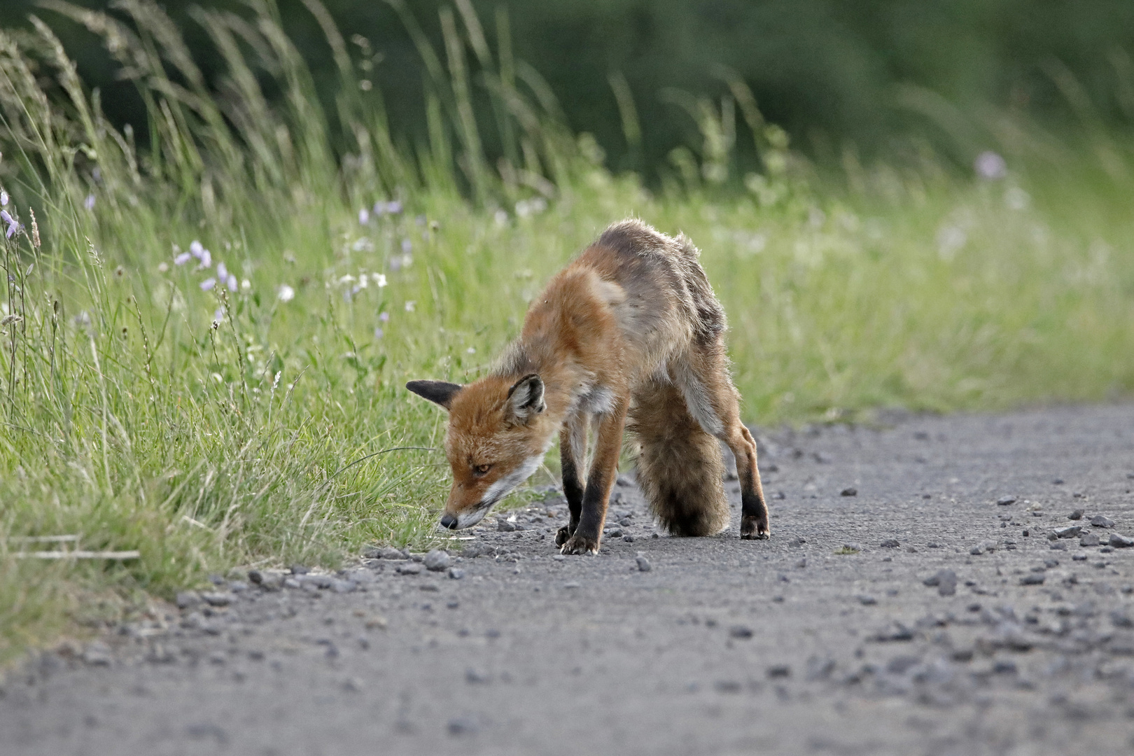 Junger Fuchs auf Futtersuche 2